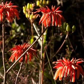 Aloe swynnertonii Seeds - Vumba Aloe - Indigenous Succulent + GET FREE SEEDS WITH ALL ORDERS
