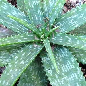 Aloe swynnertonii Seeds - Vumba Aloe - Indigenous Succulent + GET FREE SEEDS WITH ALL ORDERS