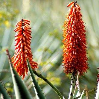 Aloe transvaalensis - 5 Seed Pack - Indigenous Succulent + FREE SEEDS WITH ALL ORDERS - NEW
