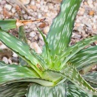 Aloe transvaalensis - 5 Seed Pack - Indigenous Succulent + FREE SEEDS WITH ALL ORDERS - NEW