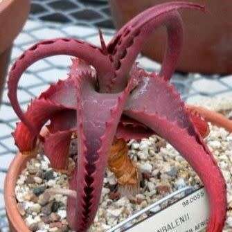 Aloe vanbalenii Seeds - Van Balen's Aloe - Indigenous South African Succulent - NEW