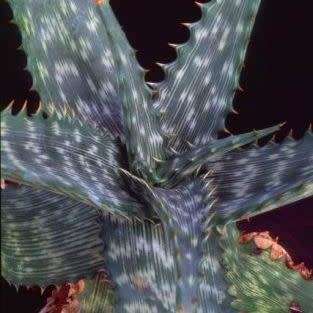 Aloe vogtsii Seeds - Vogts`s Aloe - Indigenous Succulent - Combined Worldwide Shipping
