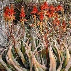 Aloe wickensii - Geelaalwyn - 5 Seed Pack - Indigenous Succulent - Worldwide Shipping, NEW