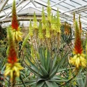 Aloe wickensii - Geelaalwyn - 5 Seed Pack - Indigenous Succulent - Worldwide Shipping, NEW
