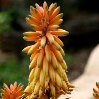 Aloe wickensii - Geelaalwyn - 5 Seed Pack - Indigenous Succulent - Worldwide Shipping, NEW