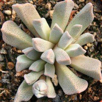 Aloinopsis orpenii Seeds - Indigenous Succulent Mesemb - Worldwide Shipping, NEW
