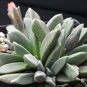 Aloinopsis orpenii Seeds - Indigenous Succulent Mesemb - Worldwide Shipping, NEW