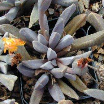 Aloinopsis orpenii Seeds - Indigenous Succulent Mesemb - Worldwide Shipping, NEW