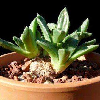 Aloinopsis orpenii Seeds - Indigenous Succulent Mesemb - Worldwide Shipping, NEW