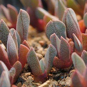 Aloinopsis orpenii Seeds - Indigenous Succulent Mesemb - Worldwide Shipping, NEW