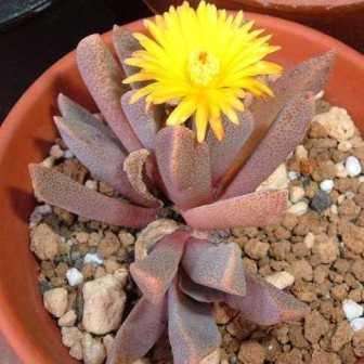 Aloinopsis orpenii Seeds - Indigenous Succulent Mesemb - Worldwide Shipping, NEW