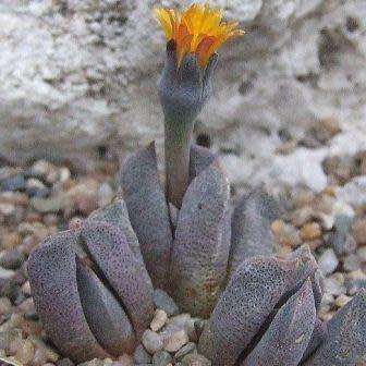 Aloinopsis orpenii Seeds - Indigenous Succulent Mesemb - Worldwide Shipping, NEW