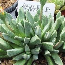 Aloinopsis orpenii Seeds - Indigenous Succulent Mesemb - Worldwide Shipping, NEW