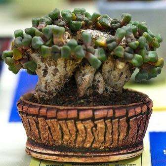 Aloinopsis schooneesii Seeds - Indigenous Succulent Mesemb - Worldwide Shipping, NEW