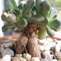 Aloinopsis schooneesii Seeds - Indigenous Succulent Mesemb - Worldwide Shipping, NEW