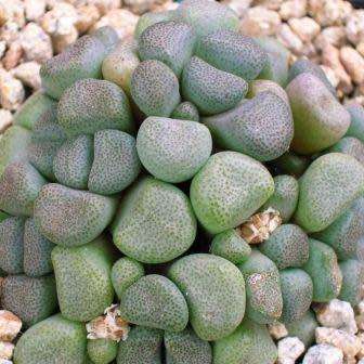 Aloinopsis schooneesii Seeds - Indigenous Succulent Mesemb - Worldwide Shipping, NEW