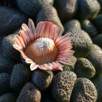 Aloinopsis schooneesii Seeds - Indigenous Succulent Mesemb - Worldwide Shipping, NEW