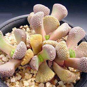 10 Aloinopsis villetii Seeds - Indigenous Endemic Caudiciform Succulent Mesemb - Worldwide Shipping