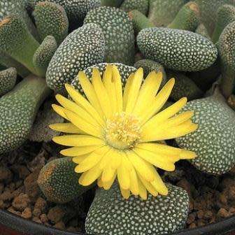 10 Aloinopsis villetii Seeds - Indigenous Endemic Caudiciform Succulent Mesemb - Worldwide Shipping