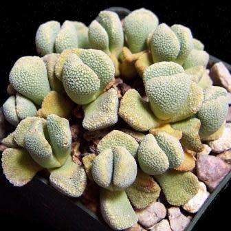 10 Aloinopsis villetii Seeds - Indigenous Endemic Caudiciform Succulent Mesemb - Worldwide Shipping