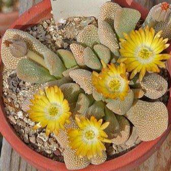 10 Aloinopsis villetii Seeds - Indigenous Endemic Caudiciform Succulent Mesemb - Worldwide Shipping