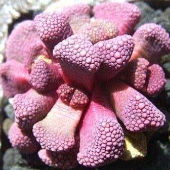 10 Aloinopsis villetii Seeds - Indigenous Endemic Caudiciform Succulent Mesemb - Worldwide Shipping