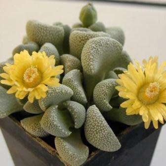 10 Aloinopsis villetii Seeds - Indigenous Endemic Caudiciform Succulent Mesemb - Worldwide Shipping