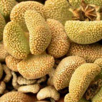 10 Aloinopsis villetii Seeds - Indigenous Endemic Caudiciform Succulent Mesemb - Worldwide Shipping
