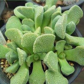 10 Aloinopsis villetii Seeds - Indigenous Endemic Caudiciform Succulent Mesemb - Worldwide Shipping