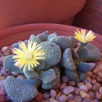 10 Aloinopsis villetii Seeds - Indigenous Endemic Caudiciform Succulent Mesemb - Worldwide Shipping