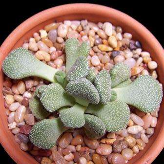10 Aloinopsis villetii Seeds - Indigenous Endemic Caudiciform Succulent Mesemb - Worldwide Shipping