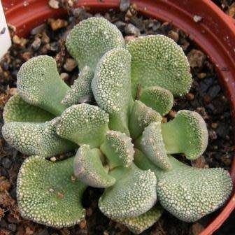 10 Aloinopsis villetii Seeds - Indigenous Endemic Caudiciform Succulent Mesemb - Worldwide Shipping