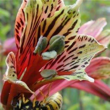 Alstroemeria psittacina - Inca Parrot Lily - 10 Seed Pack - Flat Ship Rates - Perennial Bulbous