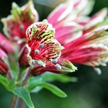 Alstroemeria psittacina - Inca Parrot Lily - 10 Seed Pack - Flat Ship Rates - Perennial Bulbous