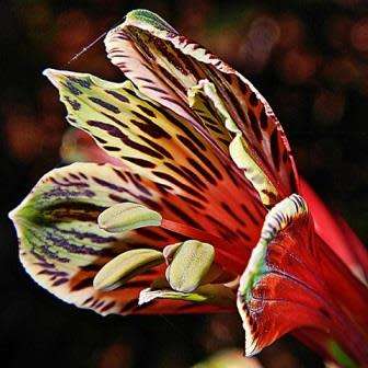 Alstroemeria psittacina - Inca Parrot Lily - 10 Seed Pack - Flat Ship Rates - Perennial Bulbous