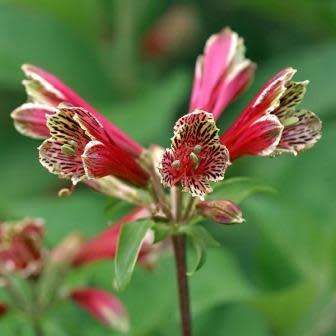 Alstroemeria psittacina - Inca Parrot Lily - 10 Seed Pack - Flat Ship Rates - Perennial Bulbous