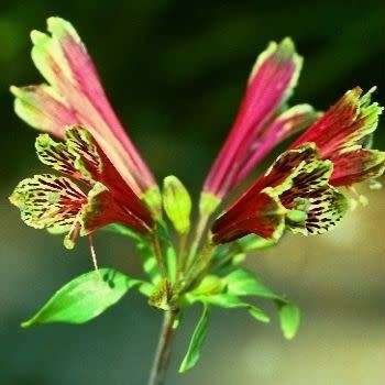 Alstroemeria psittacina - Inca Parrot Lily - 10 Seed Pack - Flat Ship Rates - Perennial Bulbous