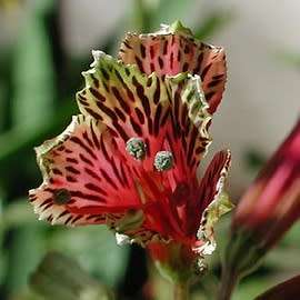 Alstroemeria psittacina - Inca Parrot Lily - 10 Seed Pack - Flat Ship Rates - Perennial Bulbous