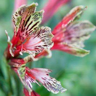 Alstroemeria psittacina - Inca Parrot Lily - 10 Seed Pack - Flat Ship Rates - Perennial Bulbous