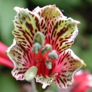 Alstroemeria psittacina - Inca Parrot Lily - 10 Seed Pack - Flat Ship Rates - Perennial Bulbous