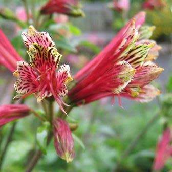 Alstroemeria psittacina - Inca Parrot Lily - 10 Seed Pack - Flat Ship Rates - Perennial Bulbous