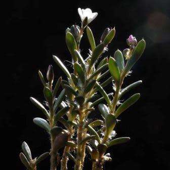 Anacampseros australiana - 5 Seed Pack - Exotic Succulent - Combined Worldwide Shipping