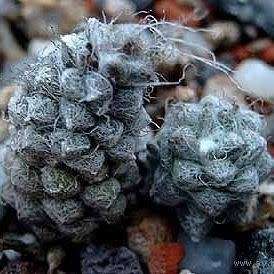 Anacampseros baeseckei Seeds - Indigenous Succulent - Worldwide Shipping,