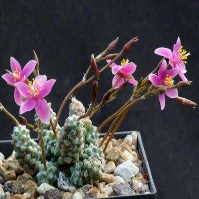 Anacampseros baeseckei Seeds - Indigenous Succulent - Worldwide Shipping,