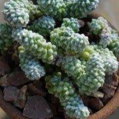 Anacampseros baeseckei Seeds - Indigenous Succulent - Worldwide Shipping,