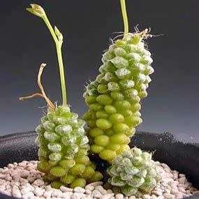 Anacampseros baeseckei Seeds - Indigenous Succulent - Worldwide Shipping,