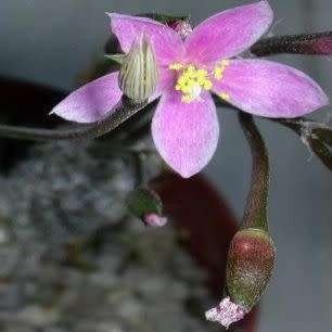 Anacampseros baeseckei Seeds - Indigenous Succulent - Worldwide Shipping,