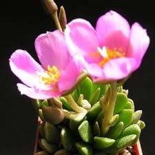 Anacampseros marlothii Seeds - Rare Indigenous Succulent - Worldwide Shipping, NEW