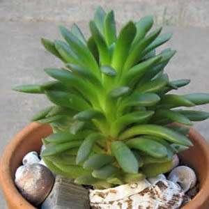Anacampseros marlothii Seeds - Rare Indigenous Succulent - Worldwide Shipping, NEW