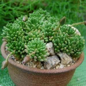 Anacampseros marlothii Seeds - Rare Indigenous Succulent - Worldwide Shipping, NEW
